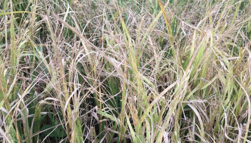 Secretaria de Agricultura dispõe de recursos para produtores rurais afetados com variações climáticas