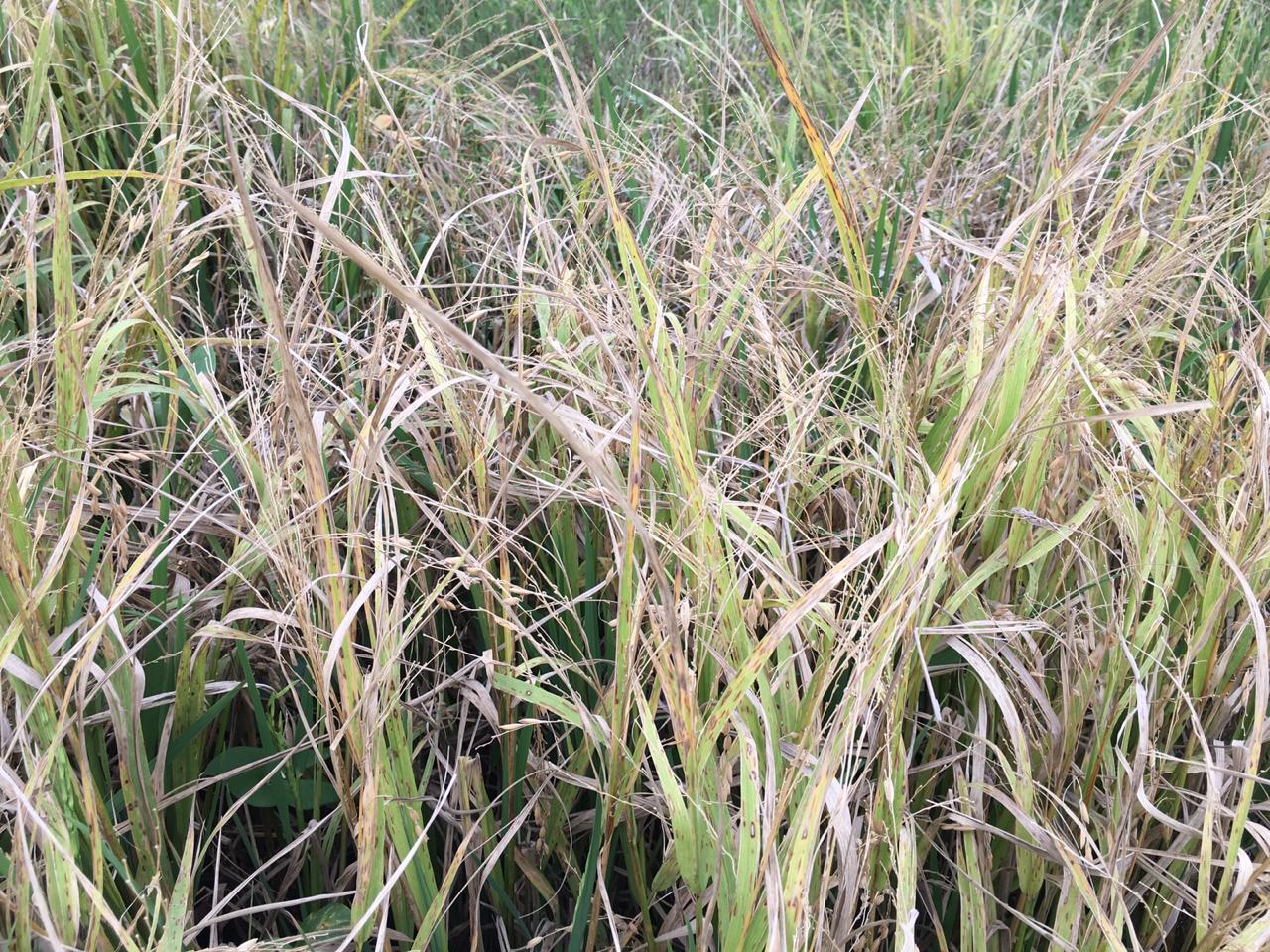 Secretaria de Agricultura dispõe de recursos para produtores rurais afetados com variações climáticas