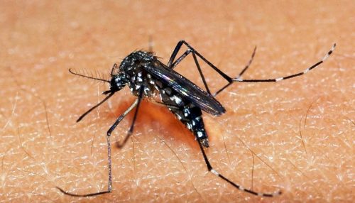 Lei que dispõe sobre sanções aos proprietários de imóveis que possibilitem a proliferação do mosquito Aedes Aegypti já está em vigor