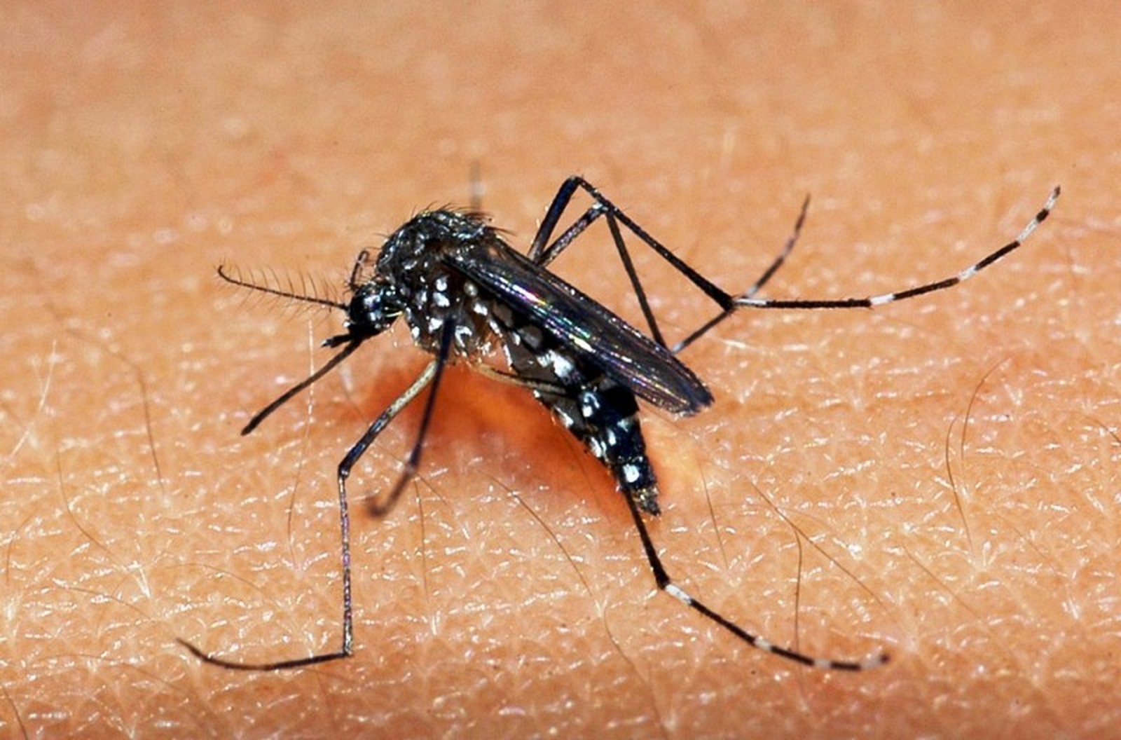 Lei que dispõe sobre sanções aos proprietários de imóveis que possibilitem a proliferação do mosquito Aedes Aegypti já está em vigor