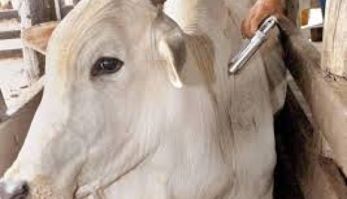 Vacinação contra Febre Aftosa começa na próxima semana com dose reduzida