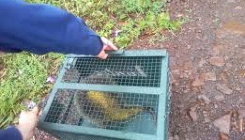 Prefeitura de Adamantina e Corpo de Bombeiros orientam moradores em caso de aparecimento de animais silvestres