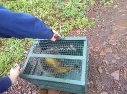Prefeitura de Adamantina e Corpo de Bombeiros orientam moradores em caso de aparecimento de animais silvestres