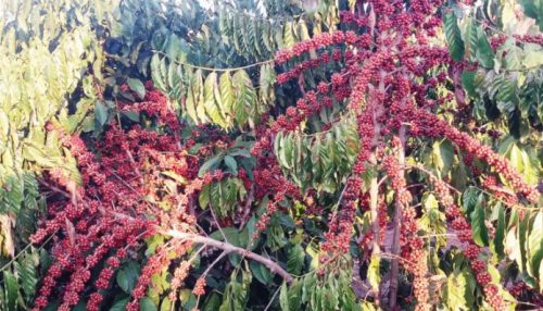 APTA apresentará pesquisas para produção de Café Robusta na Agrishow 2019