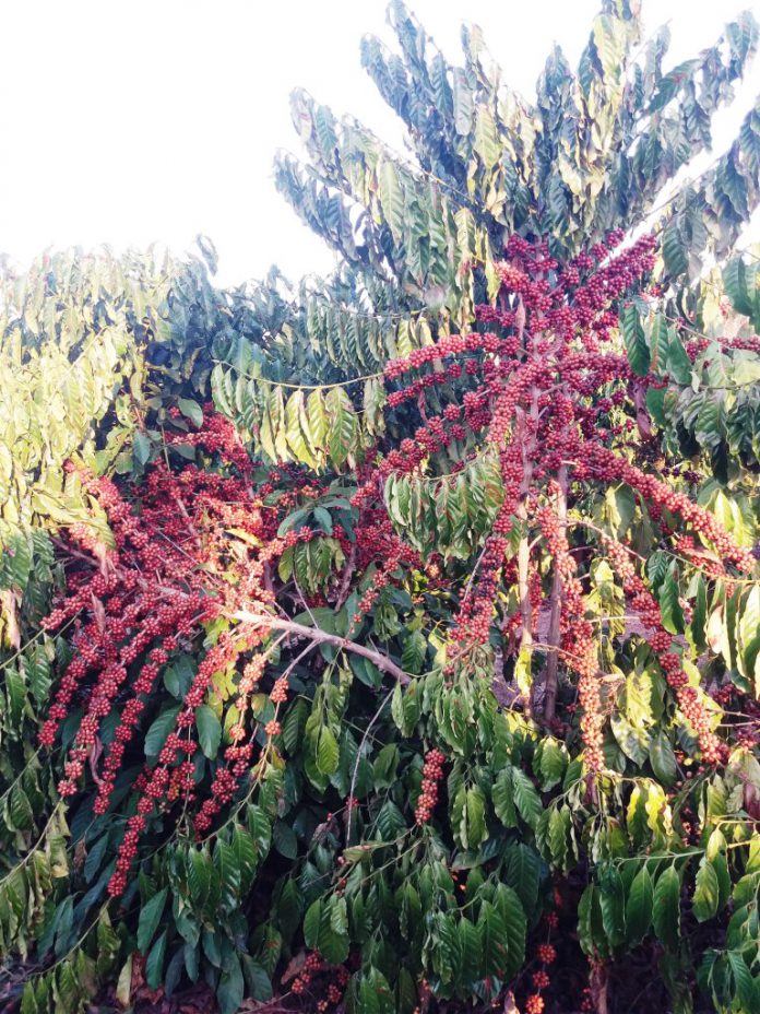 APTA apresentará pesquisas para produção de Café Robusta na Agrishow 2019