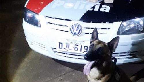 Com apoio de cão farejador, Polícia Militar apreende mais de 6kg de maconha e crack