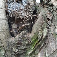 Árvores   Supressão   1