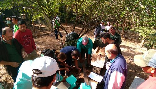 SAAMA resgata abelhas nativas de árvores suprimidas próximas a Santa Casa de Adamantina