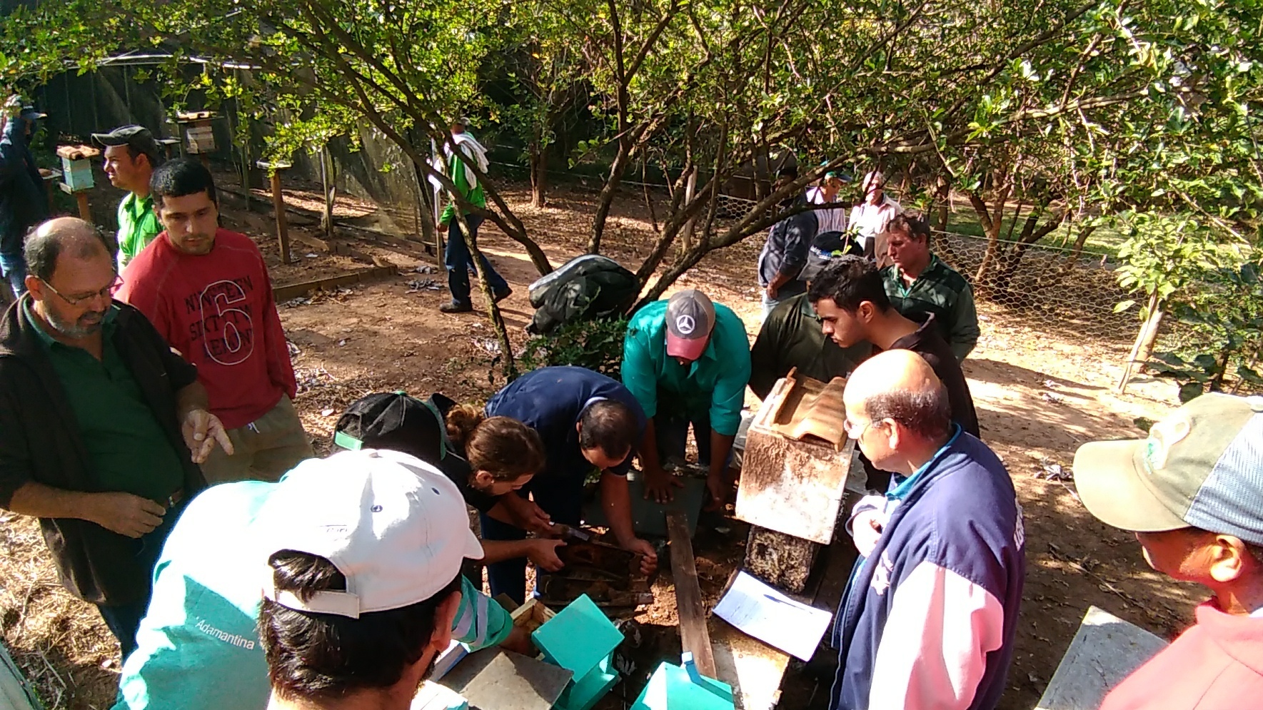 SAAMA resgata abelhas nativas de árvores suprimidas próximas a Santa Casa de Adamantina