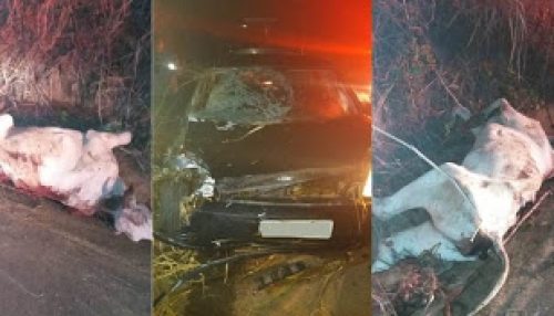 Carro colide em vaca na vicinal que liga Flórida Paulista ao Distrito de Indaiá do Aguapeí