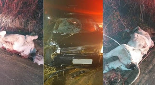 Carro colide em vaca na vicinal que liga Flórida Paulista ao Distrito de Indaiá do Aguapeí