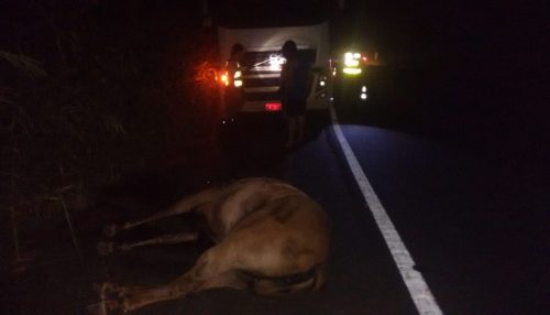 Polícia Rodoviária registra ocorrência de atropelamento de animal na SP-294