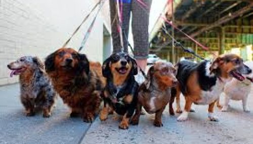 Prefeitura de Adamantina realiza Caminhada Pet em comemoração ao aniversário da cidade