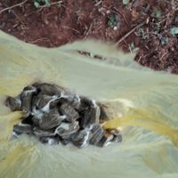 Tráfico   Teodoro   1