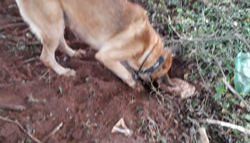 Polícia Civil de Teodoro Sampaio prende 12 traficantes de drogas durante Operação “Ortros”