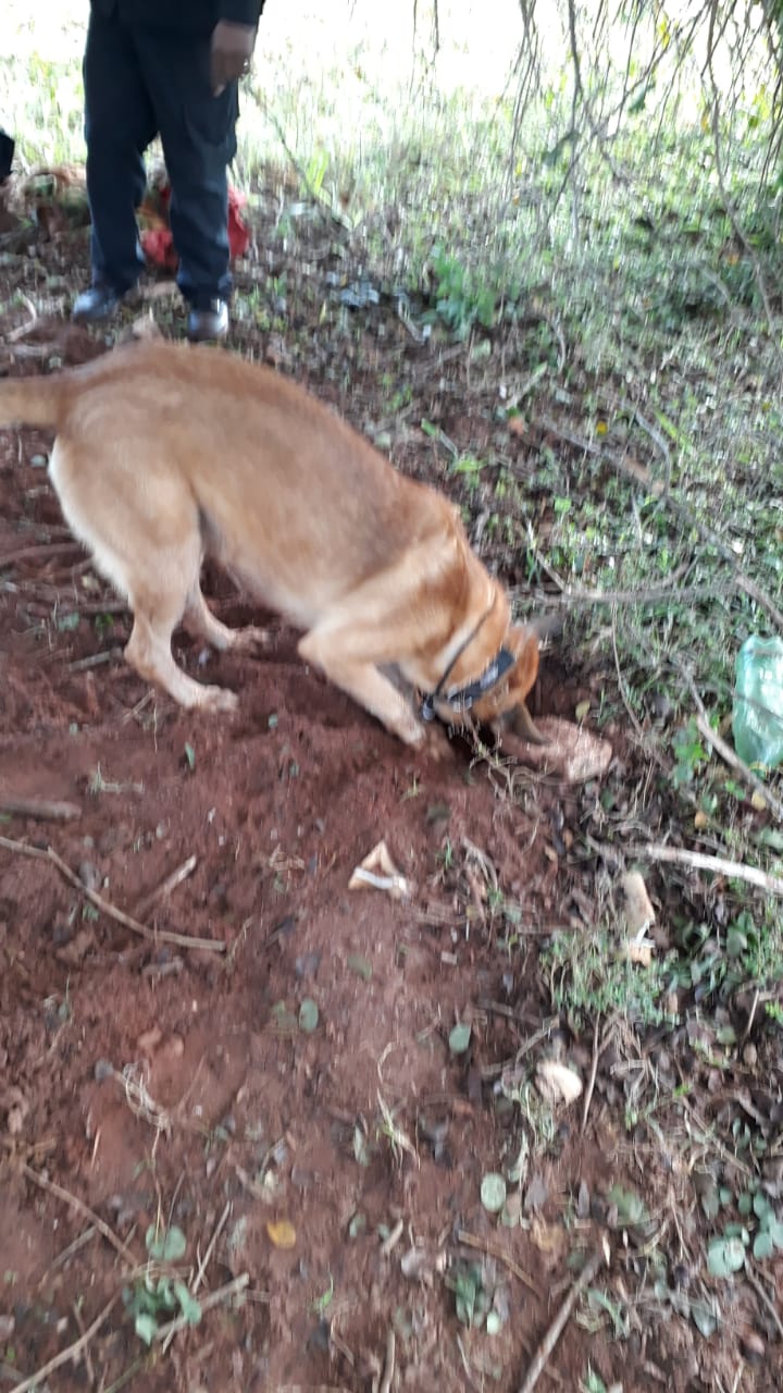Polícia Civil de Teodoro Sampaio prende 12 traficantes de drogas durante Operação “Ortros”