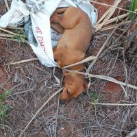 Cachorrinha Saco   1