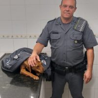 Cachorrinha Saco   2