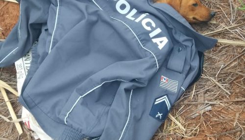 Policiais militares resgatam cachorrinha abandonada dentro de saco em canavial