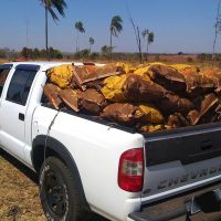 Carvão Ilegal   Martinópolis   1