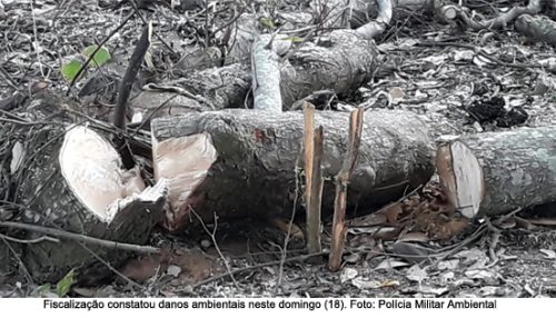 Danos ambientais em áreas rurais com vegetação nativa resultam em multa de mais de 35 mil em Panorama