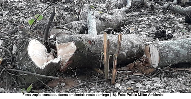 Danos ambientais em áreas rurais com vegetação nativa resultam em multa de mais de 35 mil em Panorama