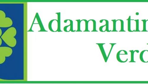 SAAMA disponibiliza plantio gratuito de árvores em calçamento