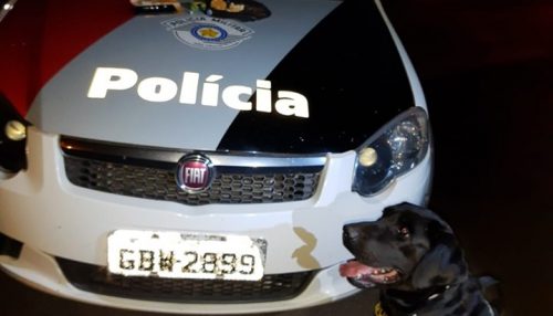 Com apoio do Canil, Polícia Militar prende homem por tráfico de drogas em Flórida Paulista