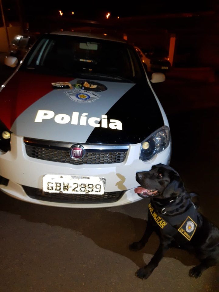 Com apoio do Canil, Polícia Militar prende homem por tráfico de drogas em Flórida Paulista