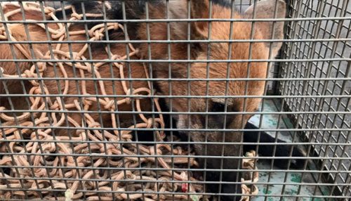 Lobo-guará é capturado pelo Corpo de Bombeiros no Centro de Dracena