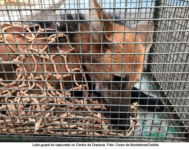 Lobo-guará é capturado pelo Corpo de Bombeiros no Centro de Dracena