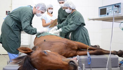 Clínica Veterinária UniFai alcança a marca de 10 mil animais cadastrados em atendimento