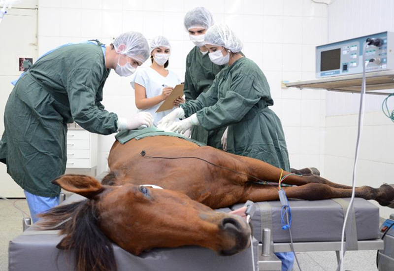 Clínica Veterinária UniFai alcança a marca de 10 mil animais cadastrados em atendimento
