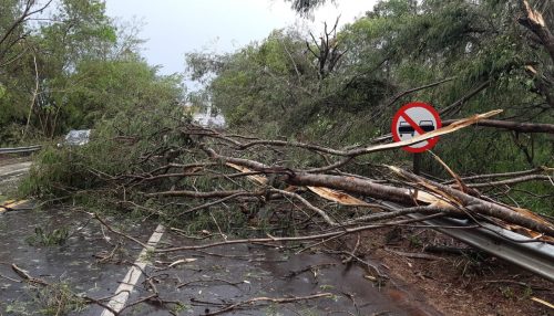 Chuva forte com ventania derruba árvores e obstrui parte da Rodovia Comandante Ribeiro de Barros em Adamantina