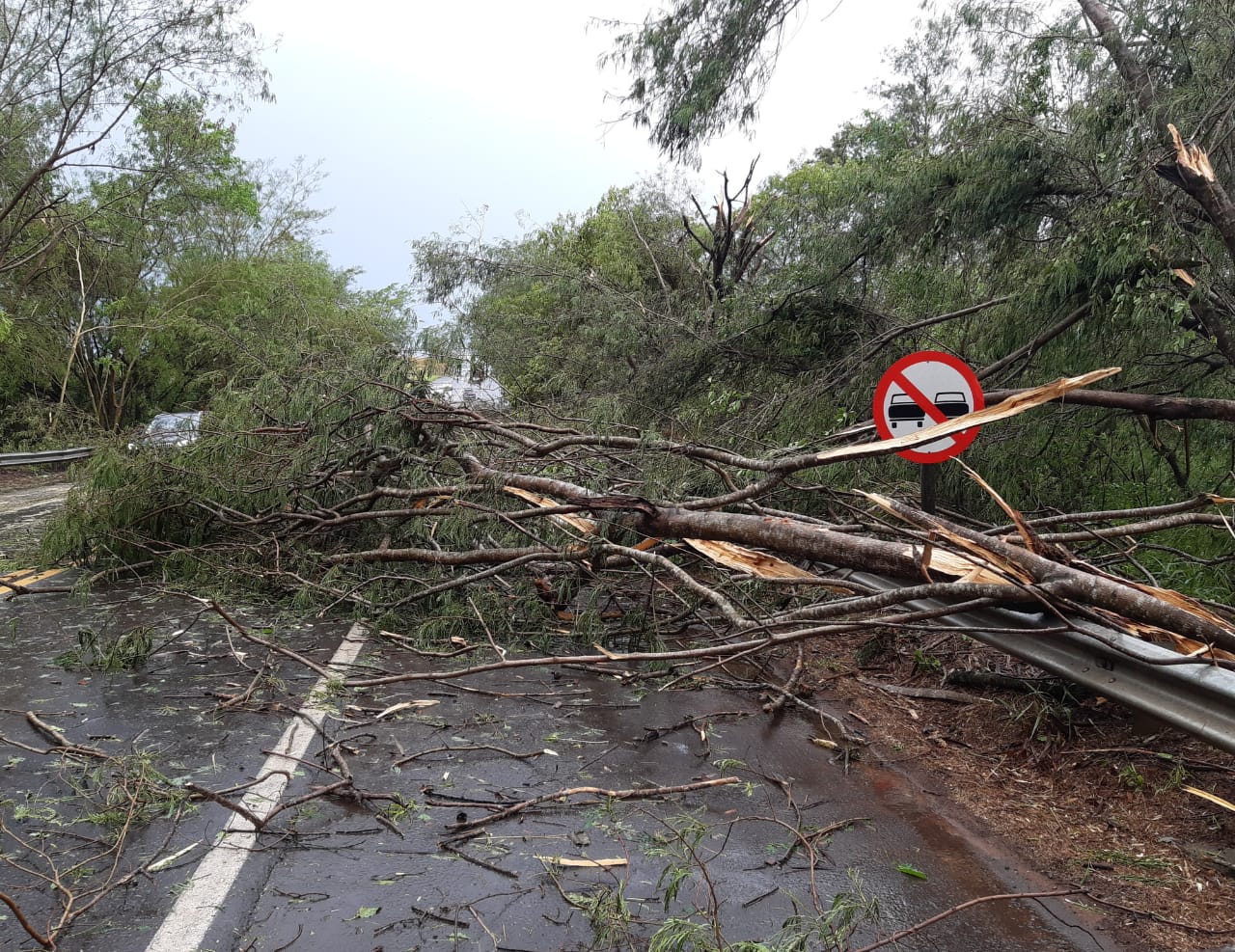 Chuva forte com ventania derruba árvores e obstrui parte da Rodovia Comandante Ribeiro de Barros em Adamantina