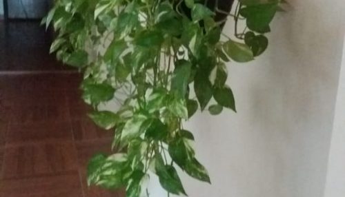 SOBRE MUITAS COISAS, ENTRE AS QUAIS, AS FLORES...  - Sérgio Barbosa - Opinião