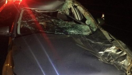 Animais soltos pela Rodovia Comandante Ribeiro de Barros – SP- 294 provoca acidente e deixa motorista ferido