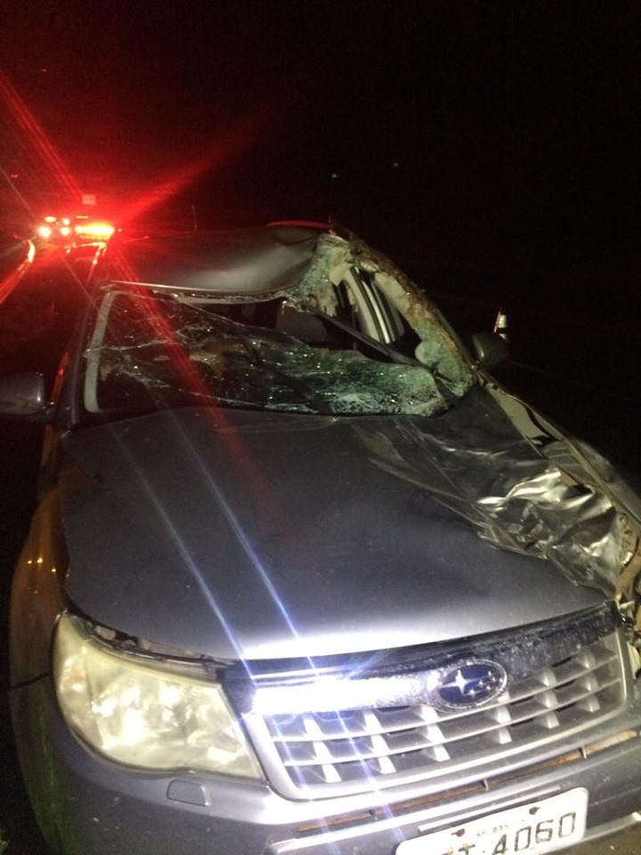 Animais soltos pela Rodovia Comandante Ribeiro de Barros – SP- 294 provoca acidente e deixa motorista ferido