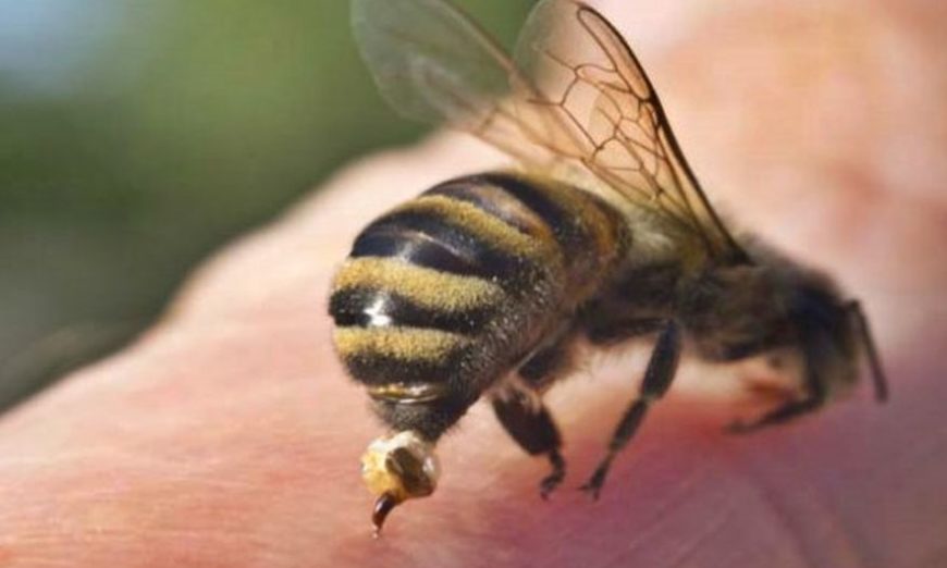 Abelhas atacam quatro pessoas em Adamantina, uma delas foi socorrida em estado considerado mais grave