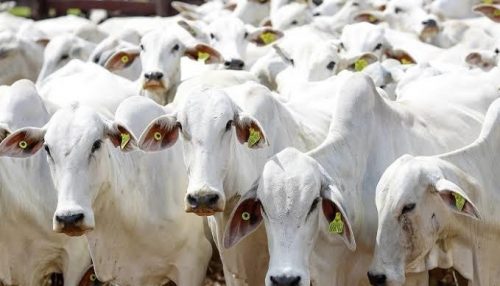 SAAMA Adamantina informa que a campanha de febre aftosa ocorre até 30 de novembro