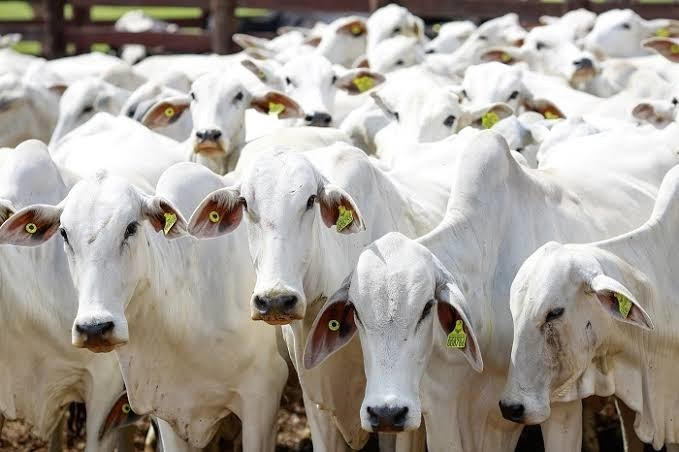 SAAMA Adamantina informa que a campanha de febre aftosa ocorre até 30 de novembro