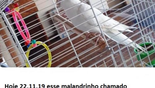 Procura-se por Jorge, uma Calopsita fujona