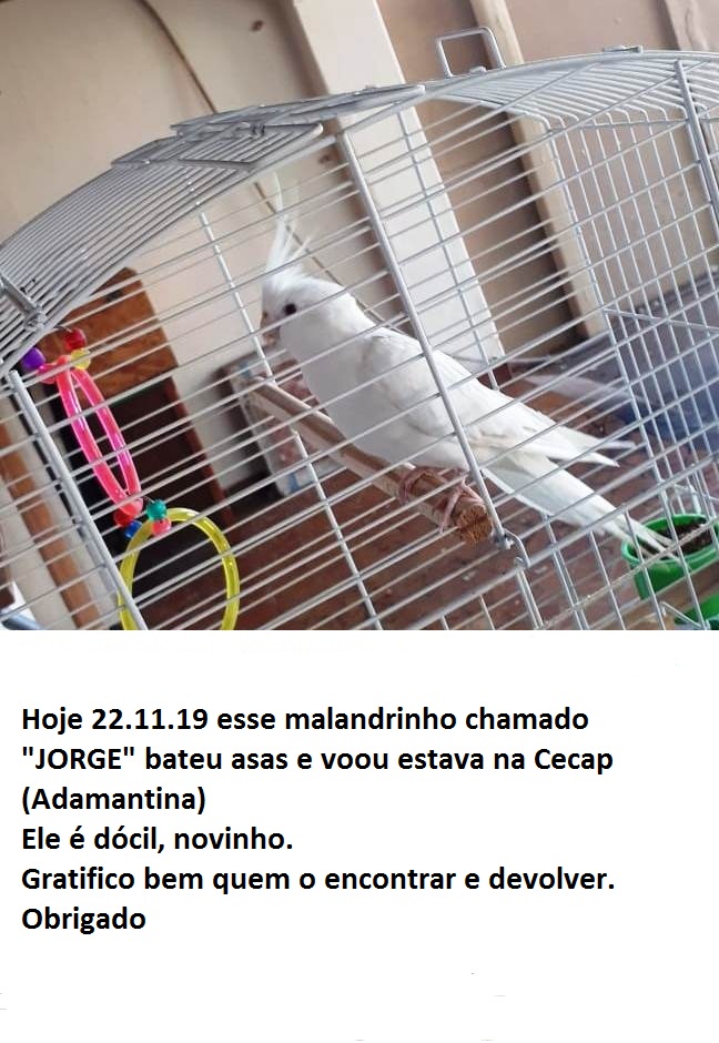 Procura-se por Jorge, uma Calopsita fujona