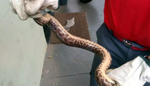 Bombeiros capturam filhote de sucuri em motor de carro em Junqueirópolis