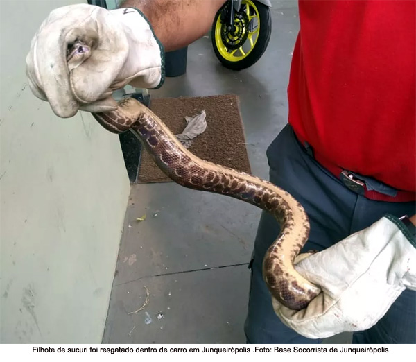 Bombeiros capturam filhote de sucuri em motor de carro em Junqueirópolis