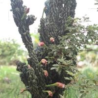 WhatsApp Image 2019 11 24 At 22.18.18_Easy Resize.com