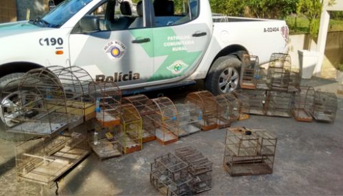 Morador de Panorama recebe multa de R$ 6 mil por manter animais silvestres em cativeiro