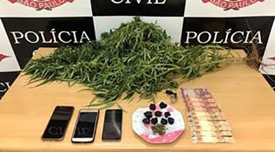 Casal é preso pela Polícia Civil de Adamantina por tráfico e um pé de maconha foi apreendido