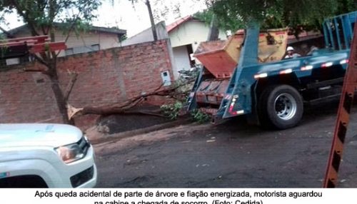 Caminhão derruba parte de uma árvore e fiação elétrica em Adamantina