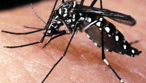 Lucélia registra 107 casos de dengue em 15 dias